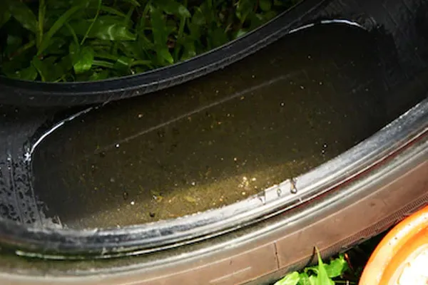 dengue mosquitoes found in  old tyres